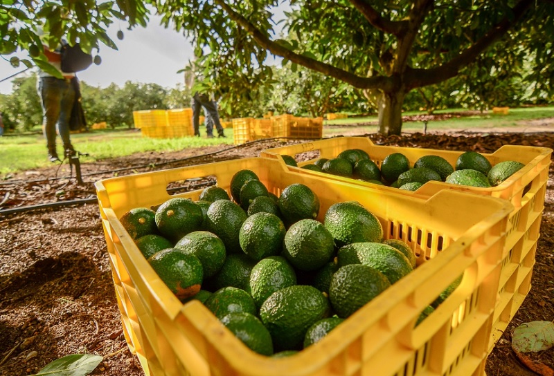 Declaran libre de plagas al aguacate de Michoacán y Morelos