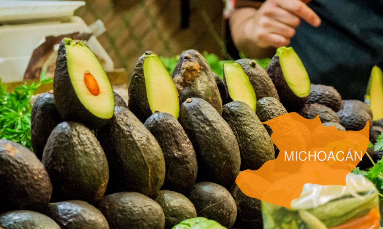 Día Del Internacional Del Aguacate Gracias A Michoacán México Es El