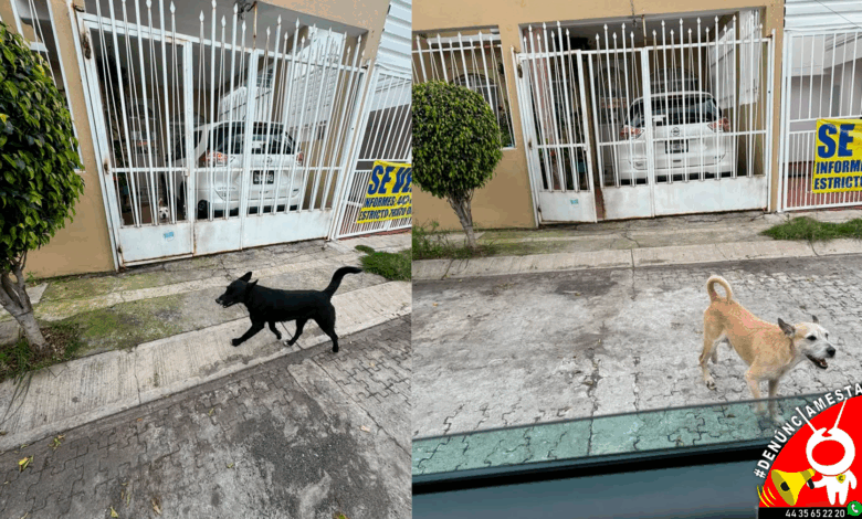 #Denúnciamesta Vecinos de Obispo Altruista denuncian a tres perros agresivos que andan sueltos y atacan a peatones. Noticias en tiempo real